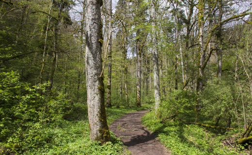 Sjiva janssen, bospad, bomen, bos, pad