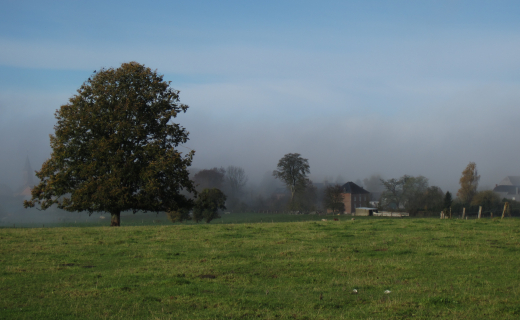 Boom in mist, Ardennen, Jaap Miltenburg