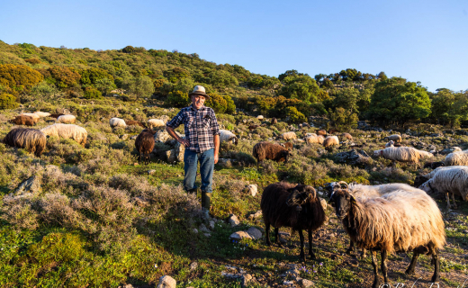 Schapen en boer op Lesbos, Ruben Drenth