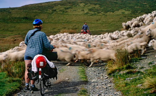 Fietser met schapen in Wales