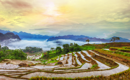 Vietnam, foto van de rijstvelden Mekongdelta