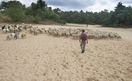 De Brand & Drunense Duinen