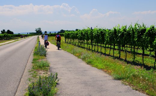 Neusiedler Radweg