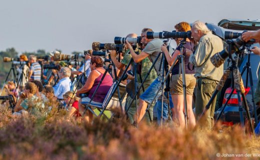 Fotografen op een rij in National Park de Hoge Veluwe