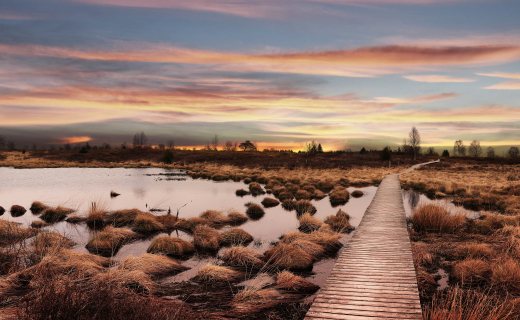 Edelherttrail Wandelroute Hoge Venen