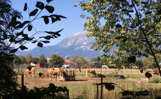 Lunchen-bij-een-speeltuin-met-uitzicht-op-de-koeien-Feldkirch-600x450.jpg