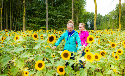 Bij kasteel Neerijnen gaat de route door een zelfpluk veld zonnebloemen.