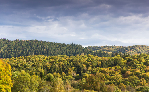 De bossen van Nationalpark Eifel vormen een goede habitat voor de wilde kat, ook wel Eifeltijger genoemd.