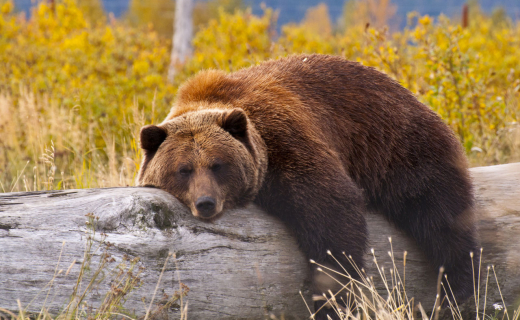 olympic-national-park