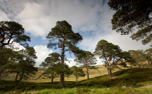 wandelen-cairngorms-2