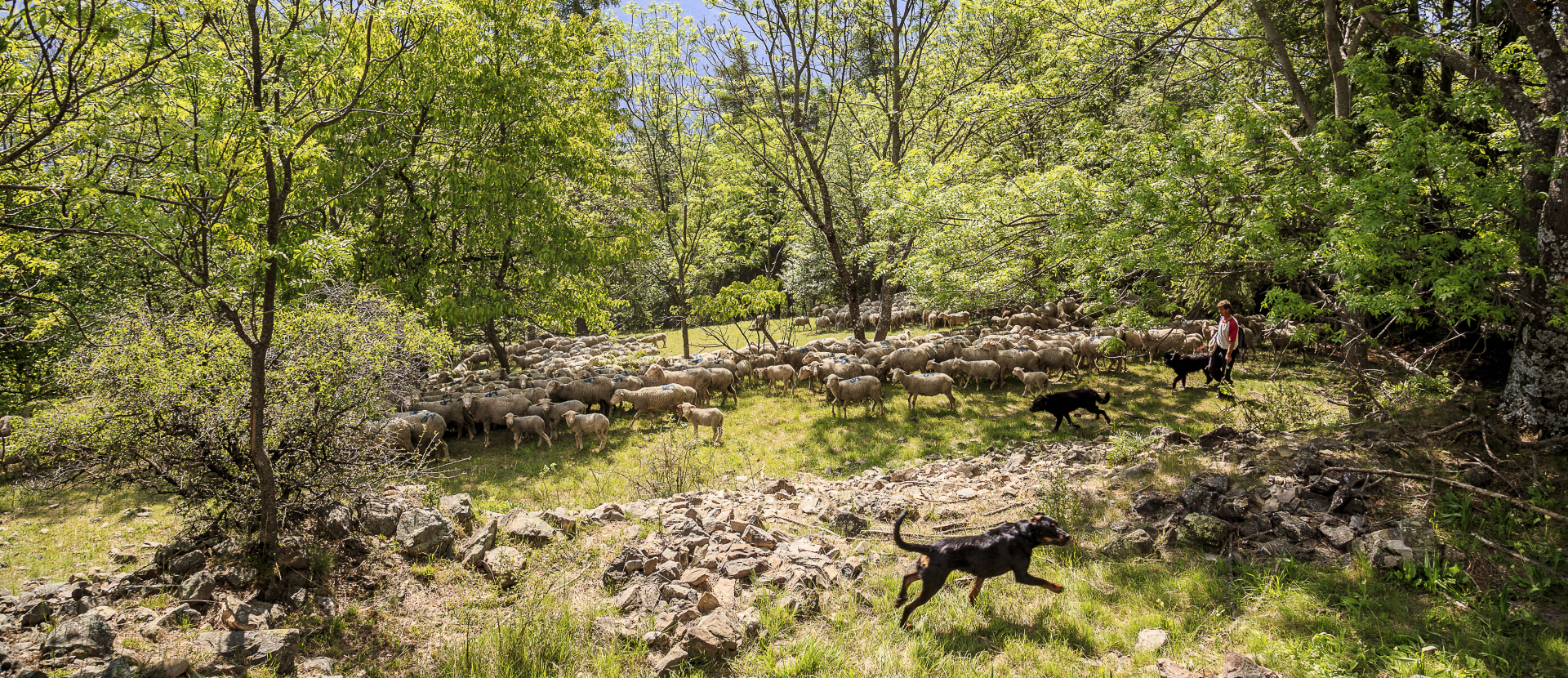Wandelen, Alpen, Haute Provence, Frankrijk, schapen