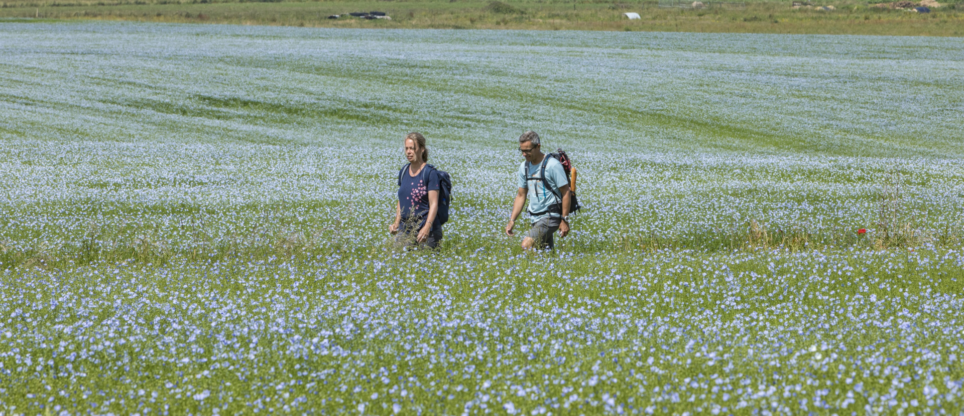 Normandië, Allart Blaauboer, bloemenveld, wandelen