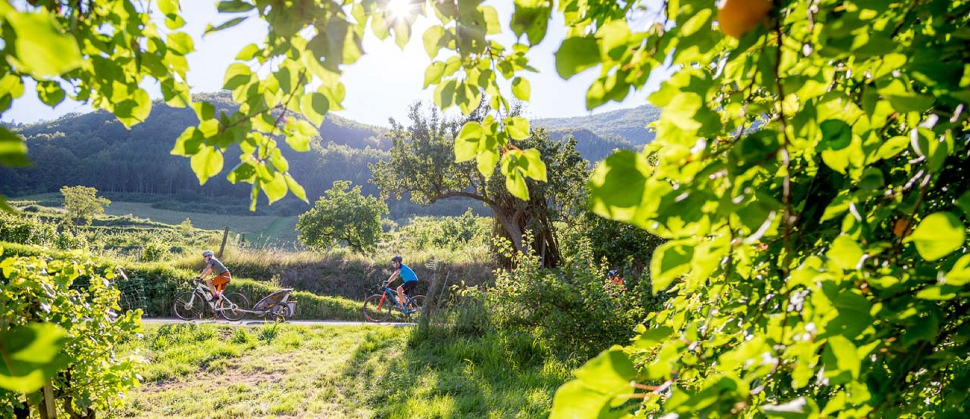 Donauradweg, fietser, struiken, bomen, scherp, Ruben Drenth