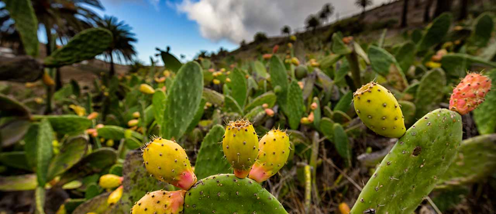 Wandelen La Gomera
