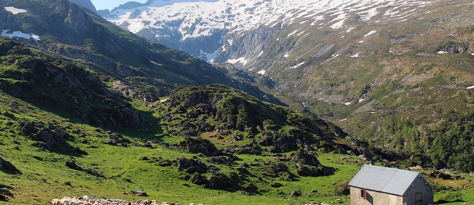 Wandelen, Pyreneeën, bergen, schapen