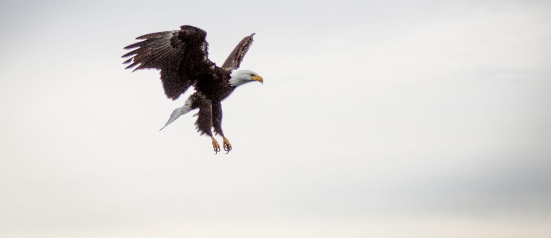 Bald Eagle, fietsen over de pacific coast bike route