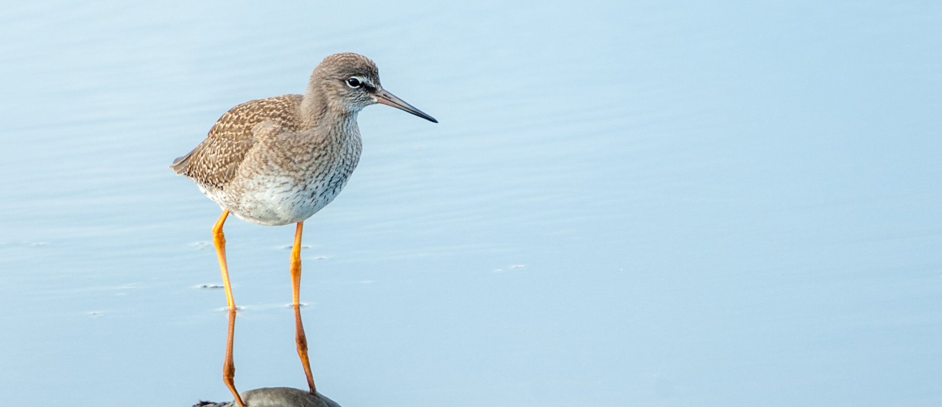 Tureluur wandelen in zuid-jutland