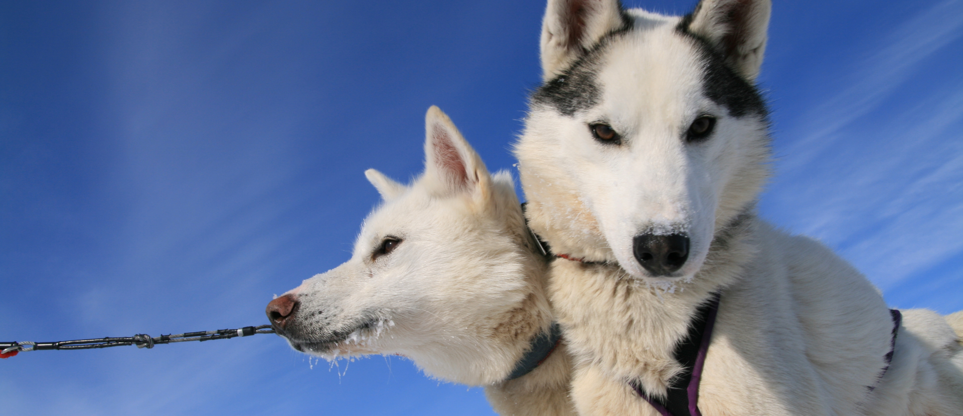 Finland, lapland, husky's
