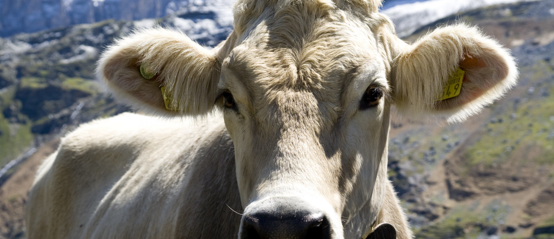 Wandelen Zwitserland koe