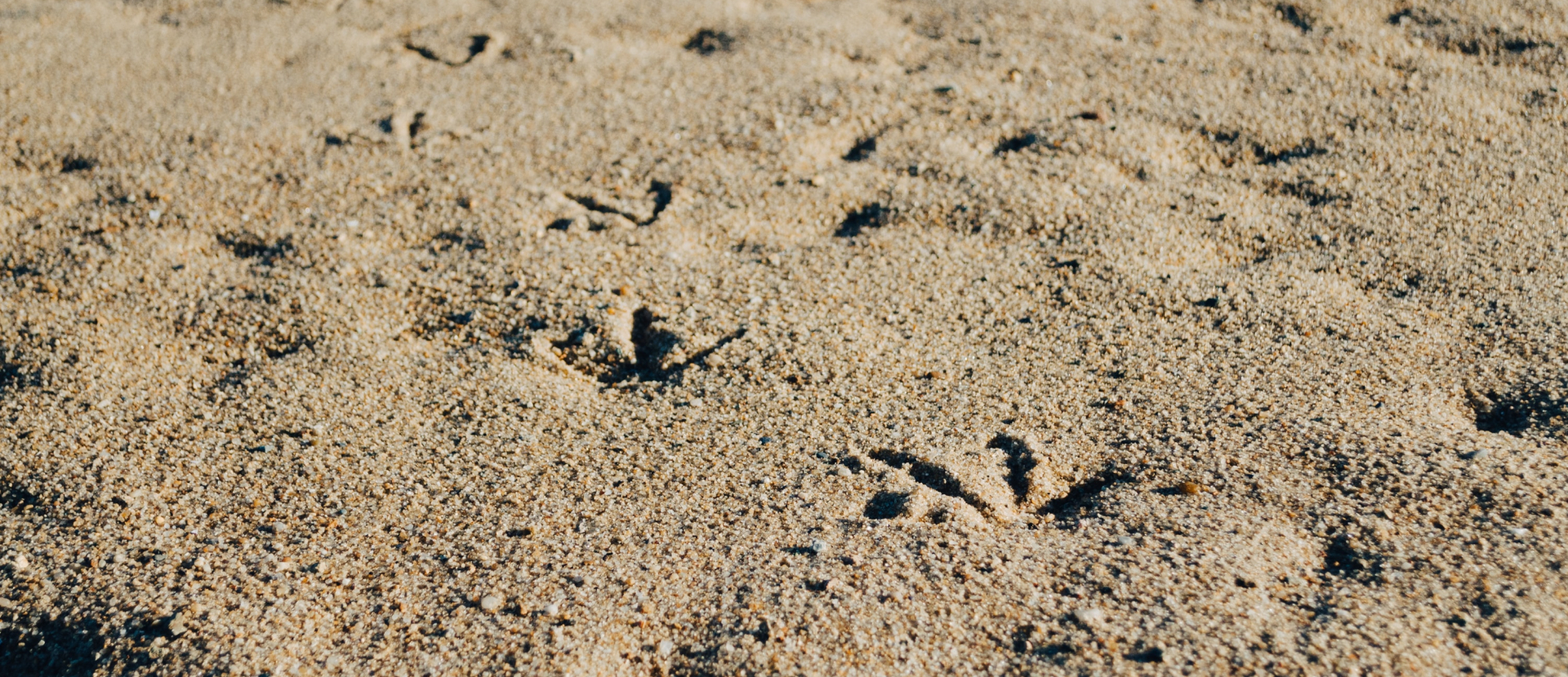 Kelly Sikkema sporen in zand