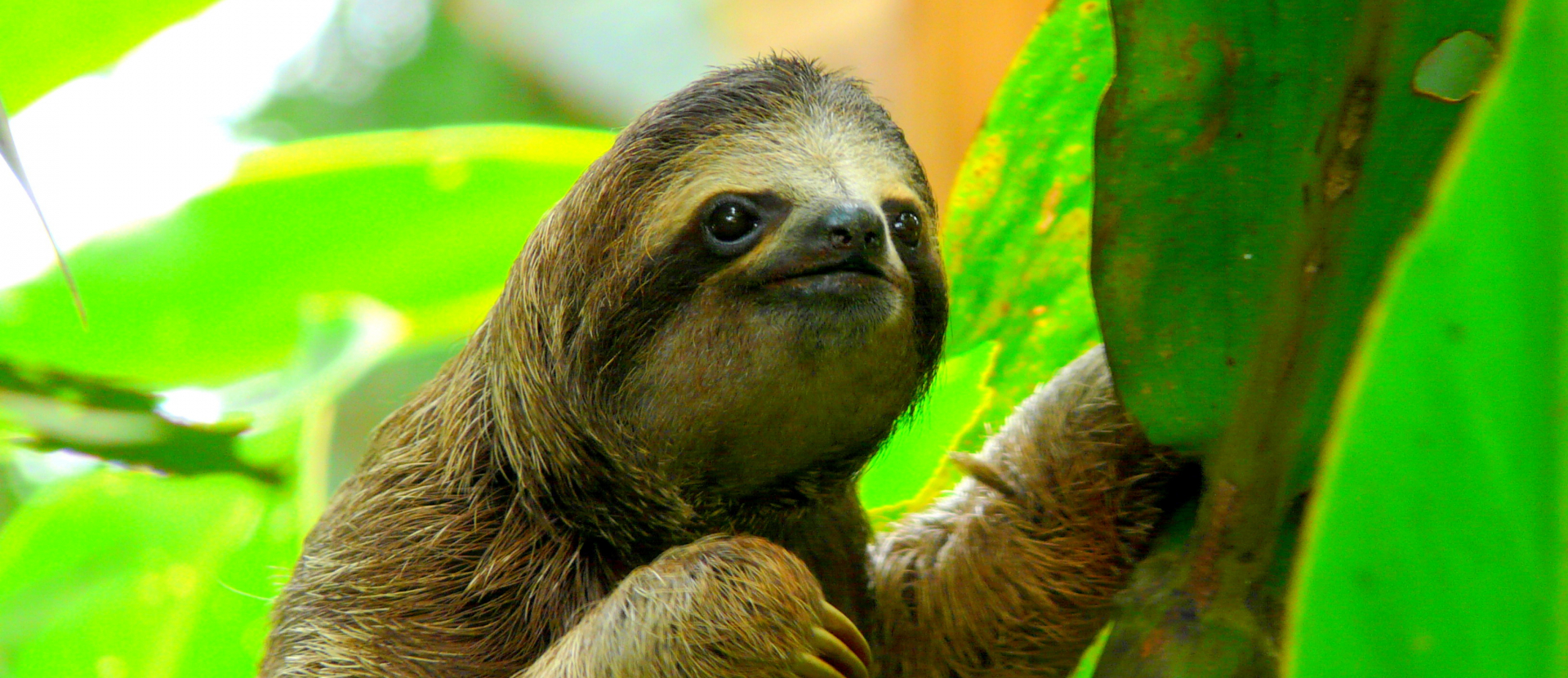 Costa Rica, foto van een luiaard