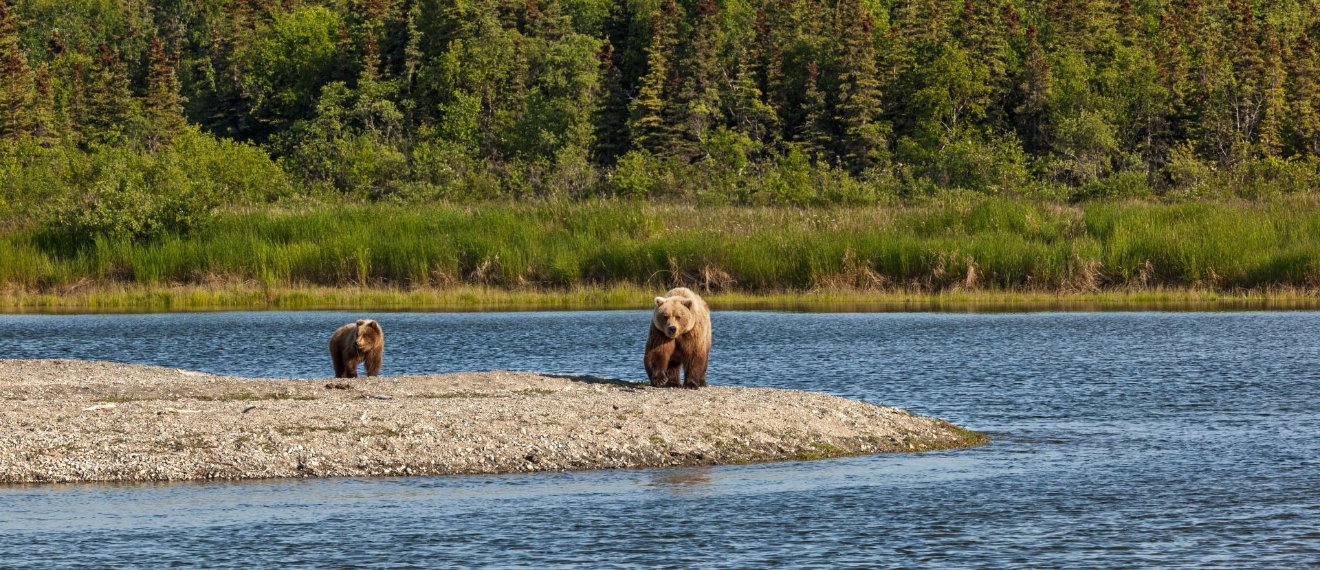 Verenigde Staten, beren in Alaska