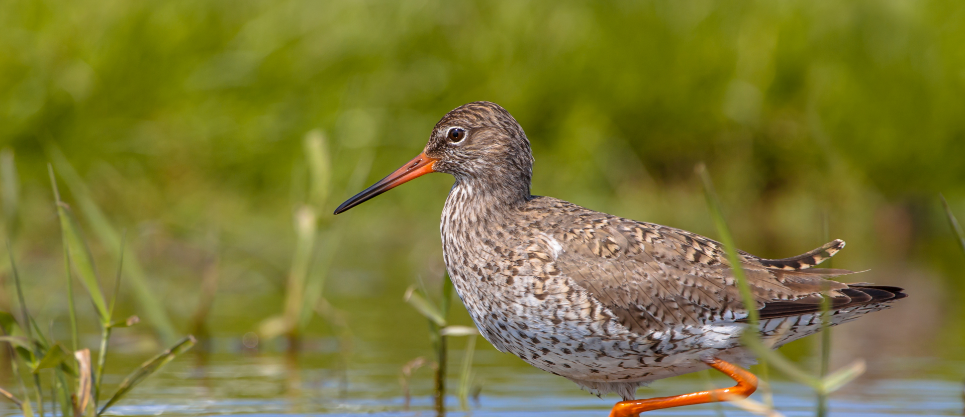 Texel, vogel in het water