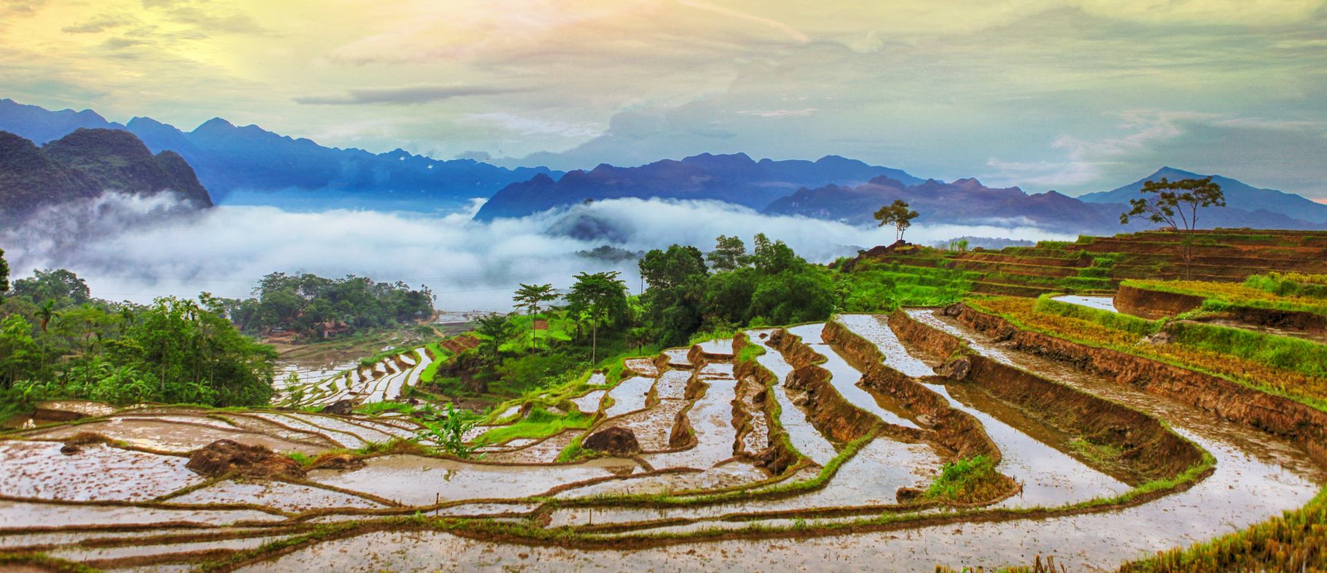 Vietnam, foto van de rijstvelden Mekongdelta