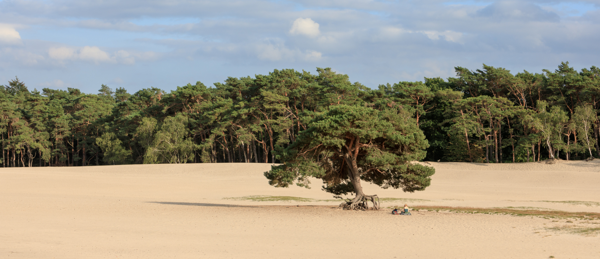 Wandelen op de Utrechtse Heuvelrug