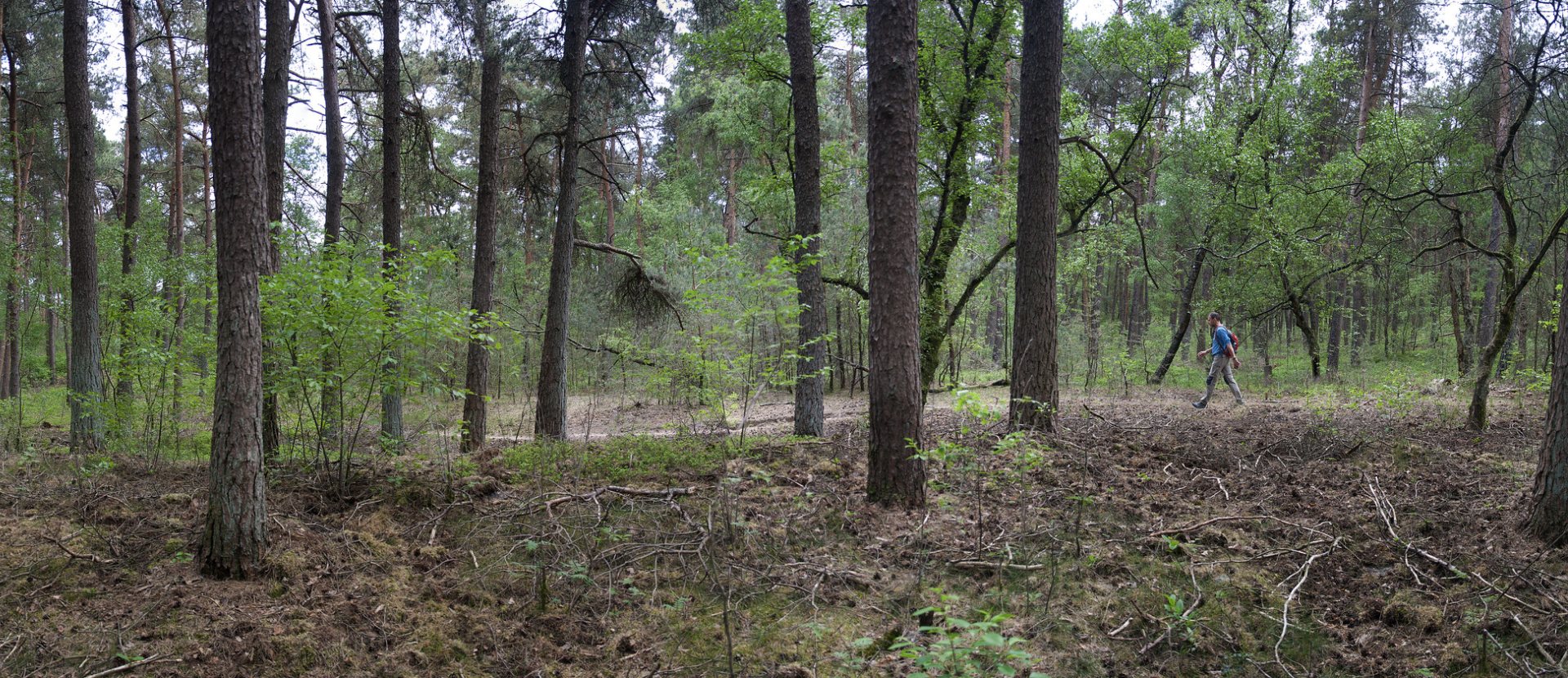 Edelherttrail Wandelroute Veluwe