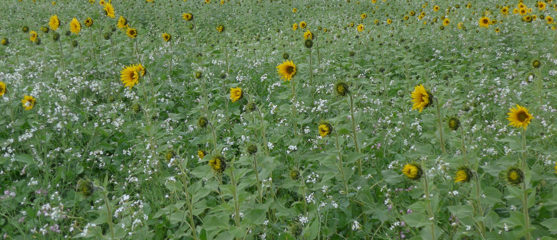 Fietsen in Vlaanderen langs de Schreve