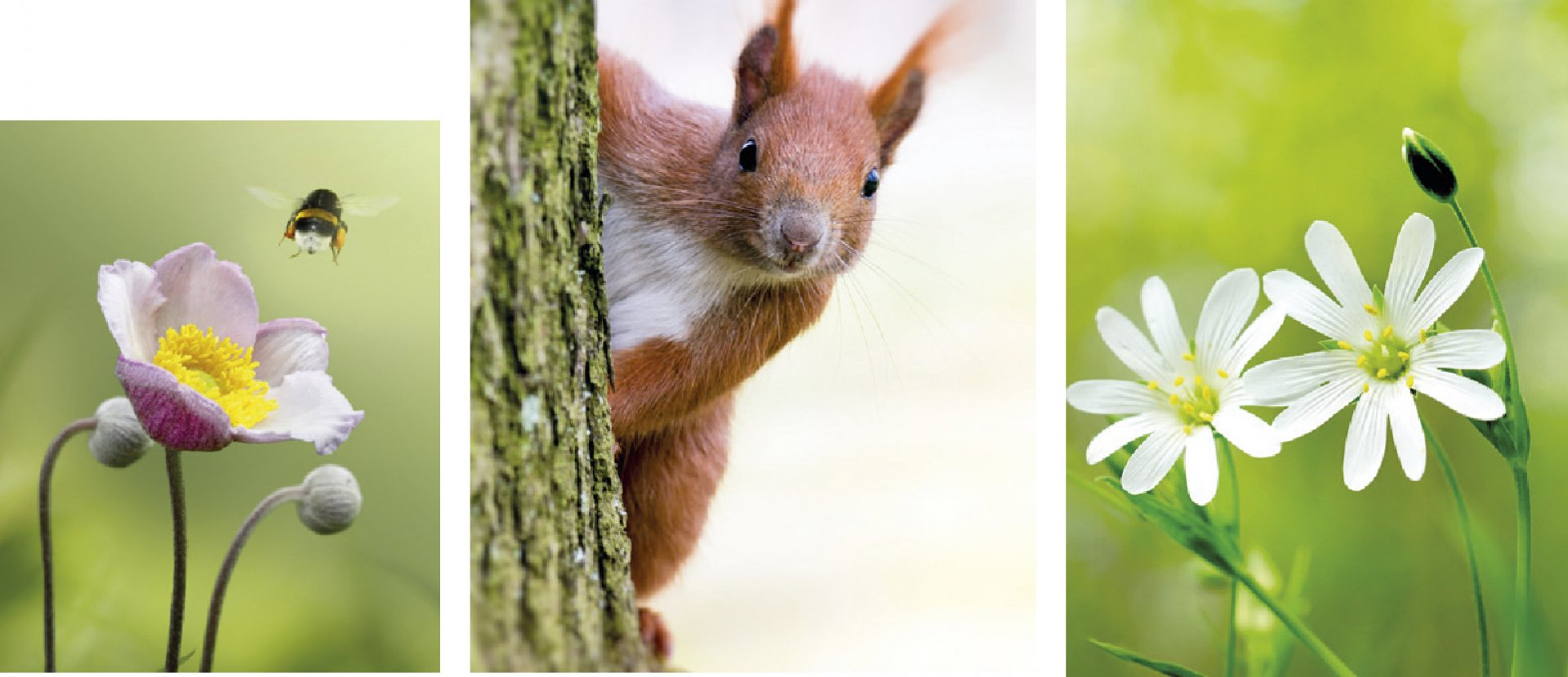 Cover De dieren en plantengids voor onderweg