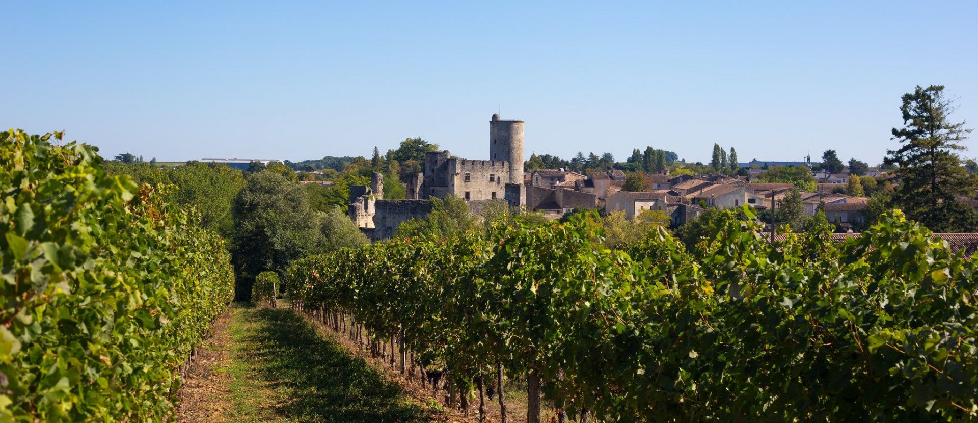 Wijngaard in Gironde