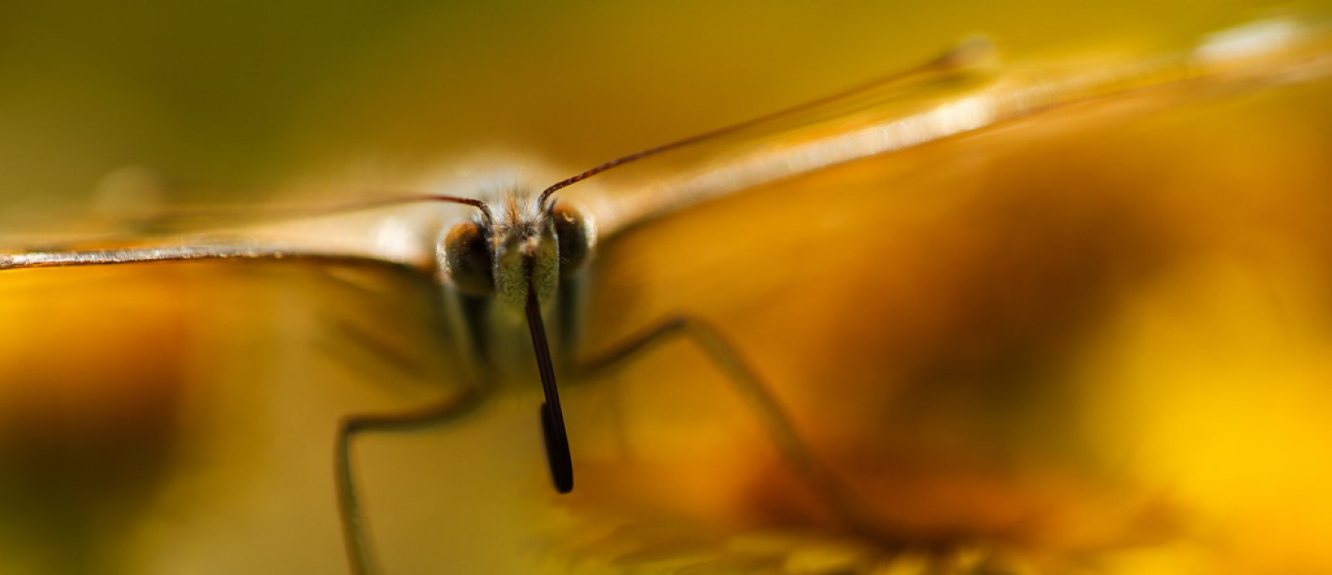 Macrofotografie