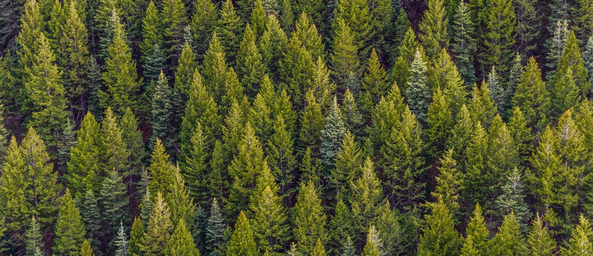 Cursussen shop natuur