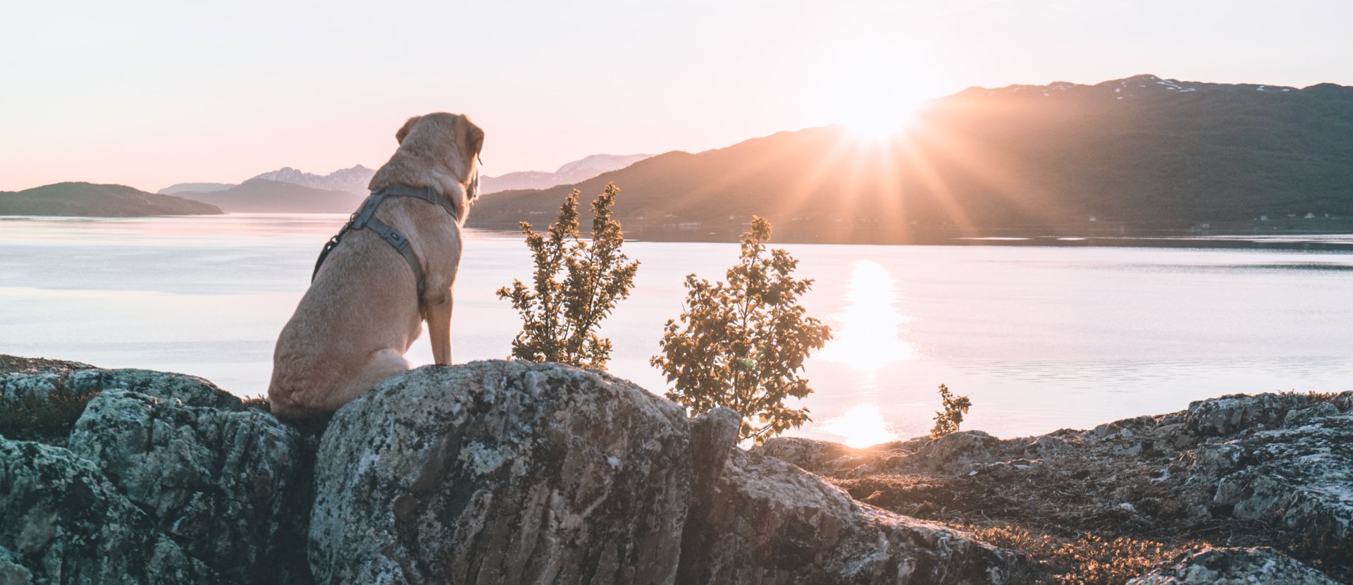 Huttentocht met hond