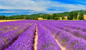 Frankrijk, foto van bloemen