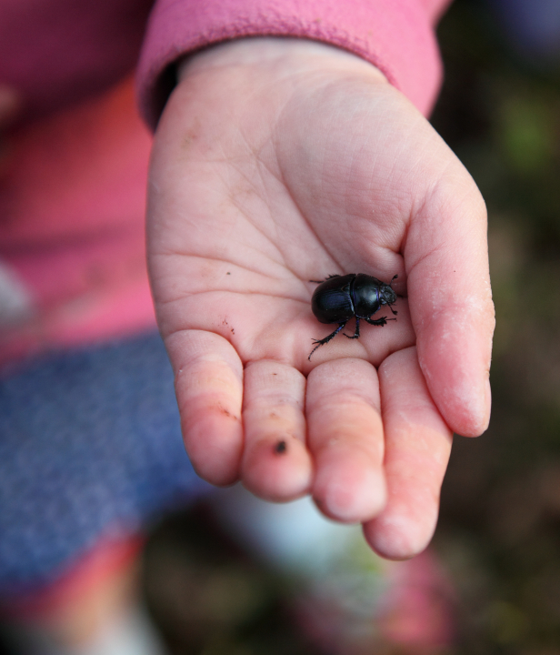 Kanovaren Belgie Semois insect