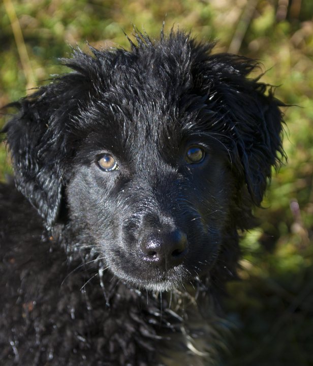 Huttentocht met hond