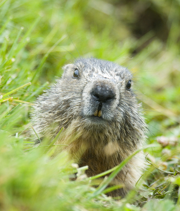 Huttentocht Rätikon