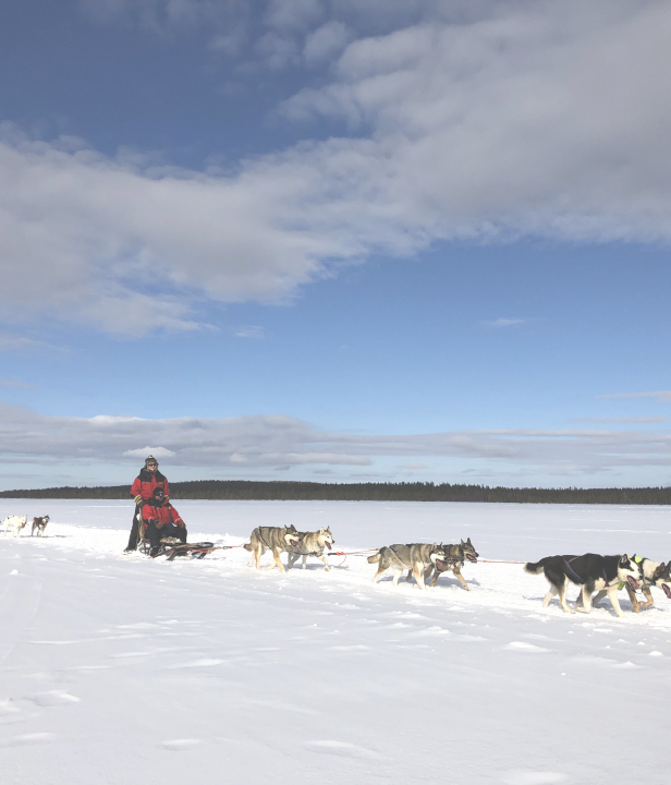 Zweeds Lapland wintersport sledehonden