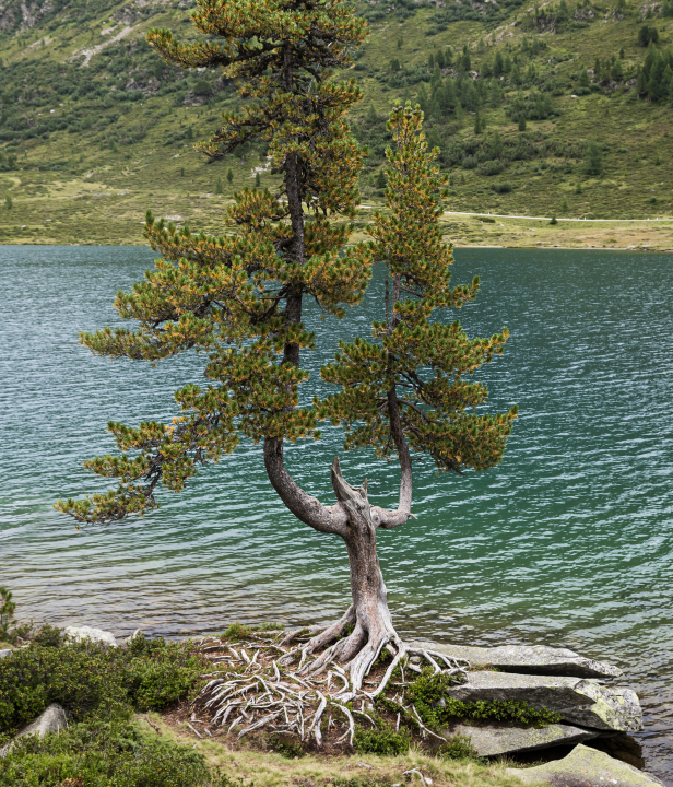 Lex van den Bosch, Defereggental, boom, rivier, berg