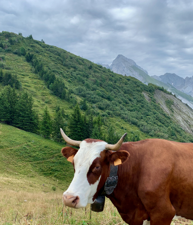 Haute Savoie koe
