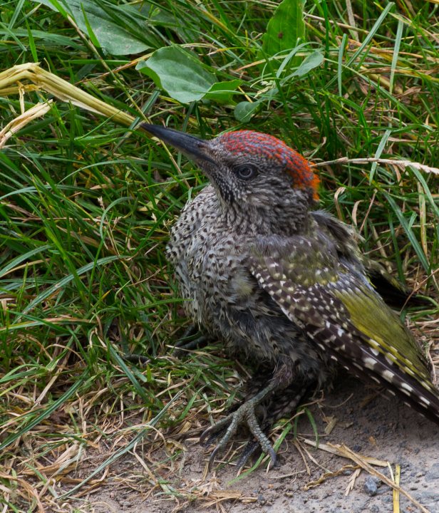 Wandelen Grenslandpad LAW-11