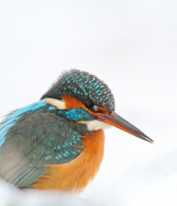 IJsvogel in de sneeuw