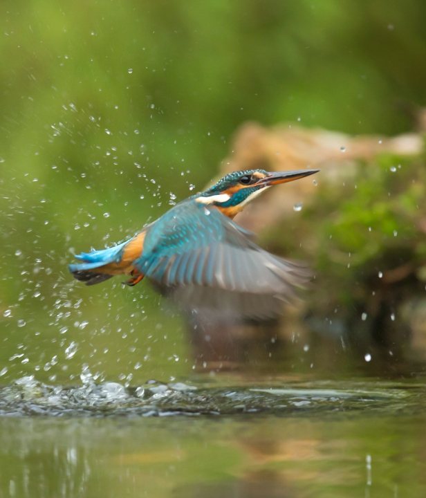 IJsvogel Zuid-Limburg