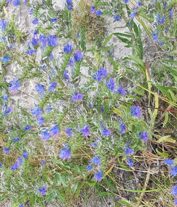 Natuur Marker Wadden
