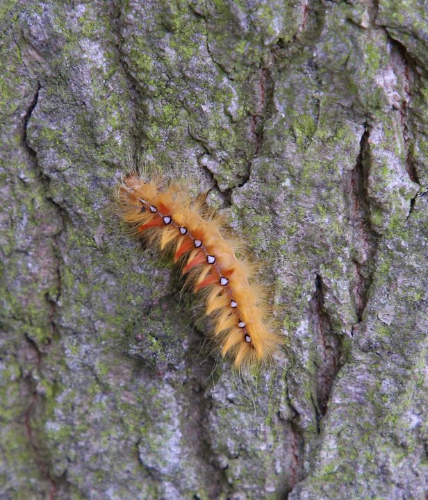 Edelherttrail Traject 3 Maas