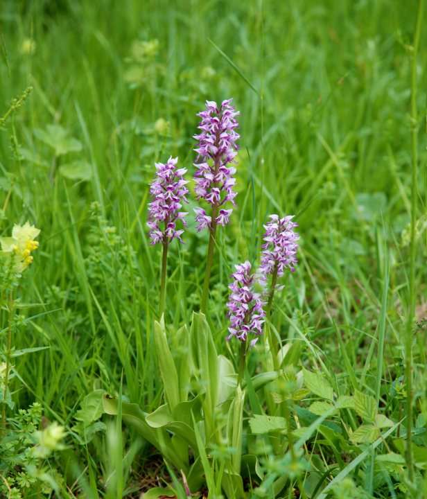 Edelhertrail Traject 4 Zuid-Limburg