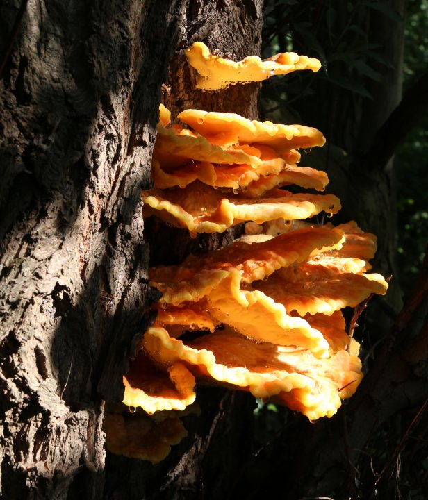 Edelhertrail Traject 4 Zuid-Limburg